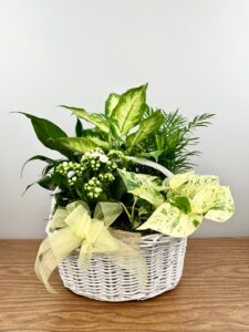 European Garden - Standard — Standard